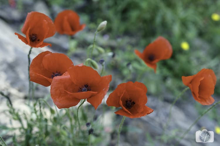 Viking River Cruises Portugal - Douro River Poppies