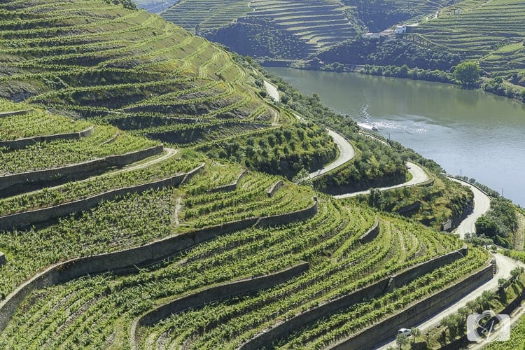 Viking River Cruises Portugal - Douro River Vines