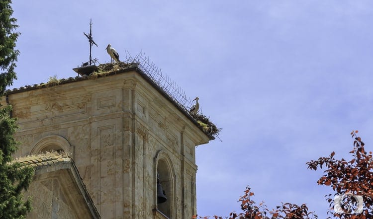 Viking River Cruises Portugal - Storks in Salamanca
