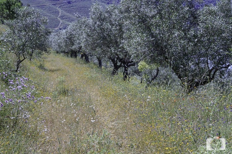 Viking River Cruises Portugal - Trail in Barca d'Alva along the Douro River