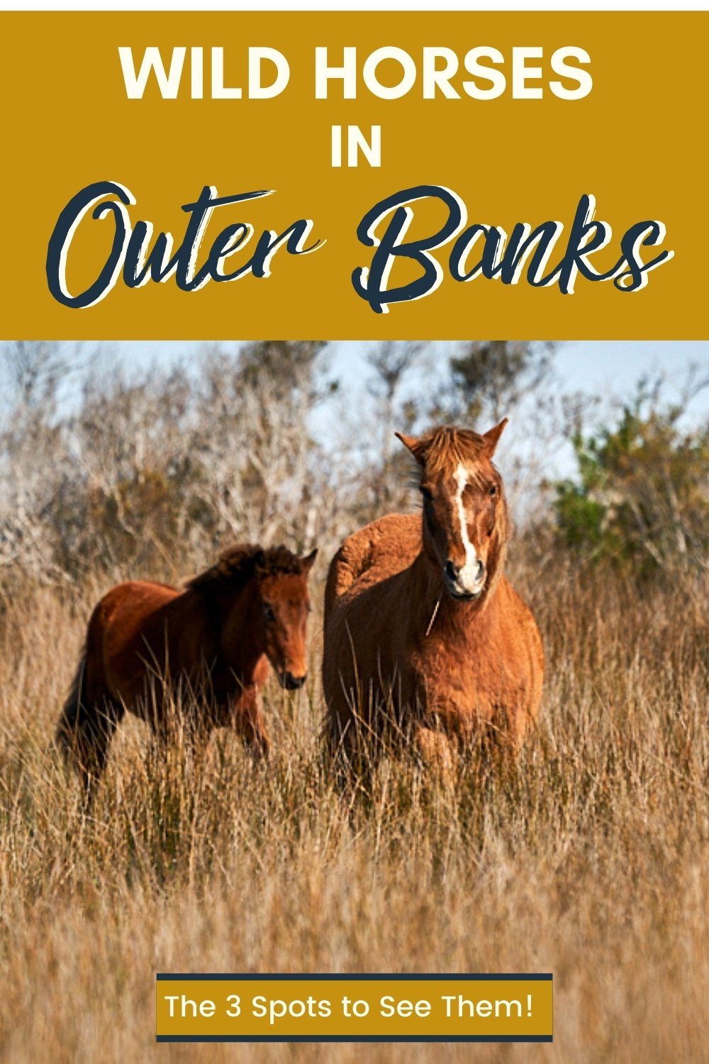 Where to See Wild Horses in the Outer Banks wild horses in the outer banks