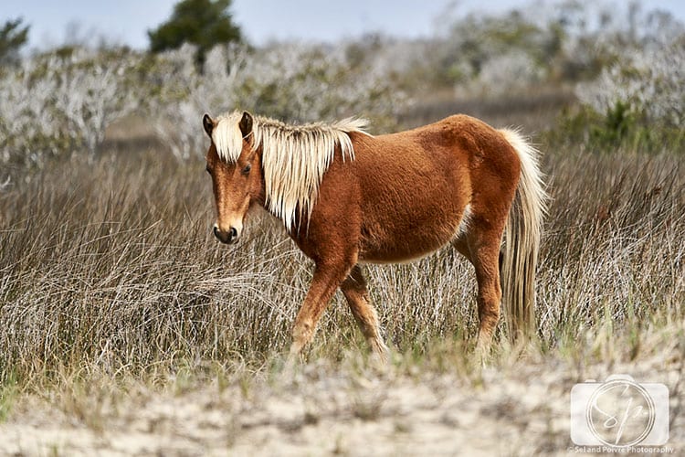 Wild horse Shackleford Banks North Carolina