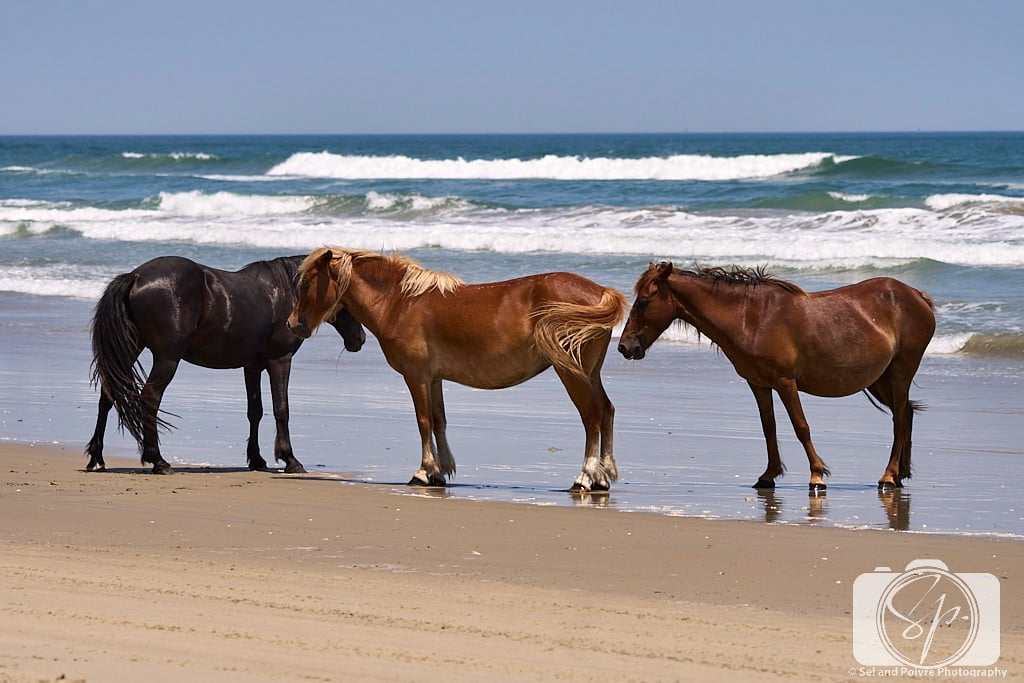 Wild horses in Corolla
