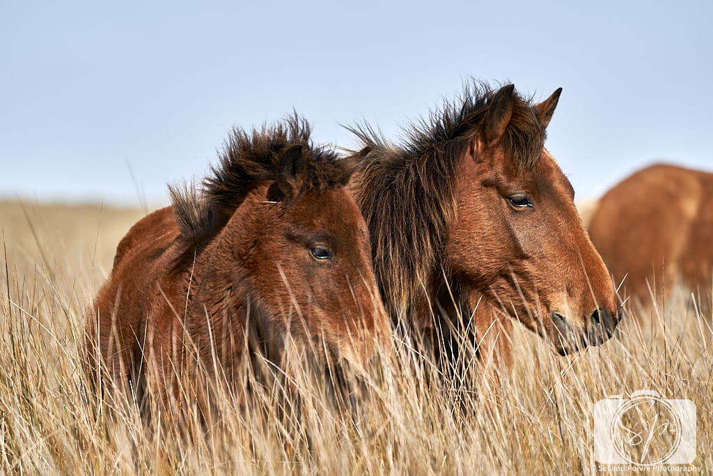 Wild horses in Shackleford Banks North Carolina