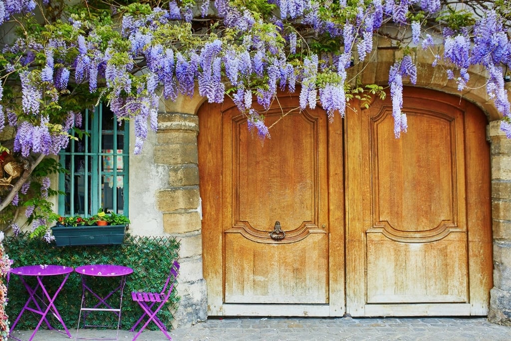 wisteria in front of a building in Paris