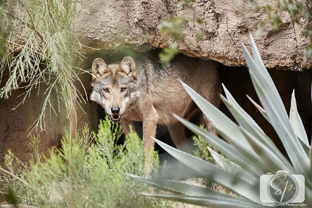 Wolf at the Arizona-Sonora Desert Museum